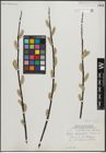 Foto von Salix planifolia Pursh